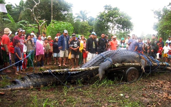giant-saltwater-crocodile-found-philippines-cart_39952_600x450